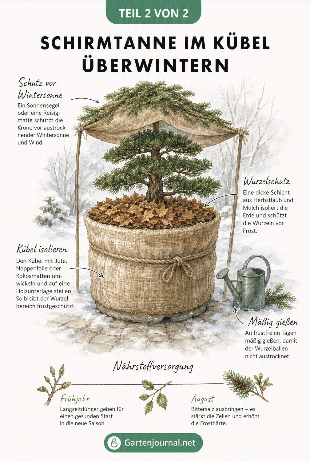 Illustration einer Japanischen Schirmtanne im Winter mit isoliertem Kübel, Mulchschicht und Sonnensegel