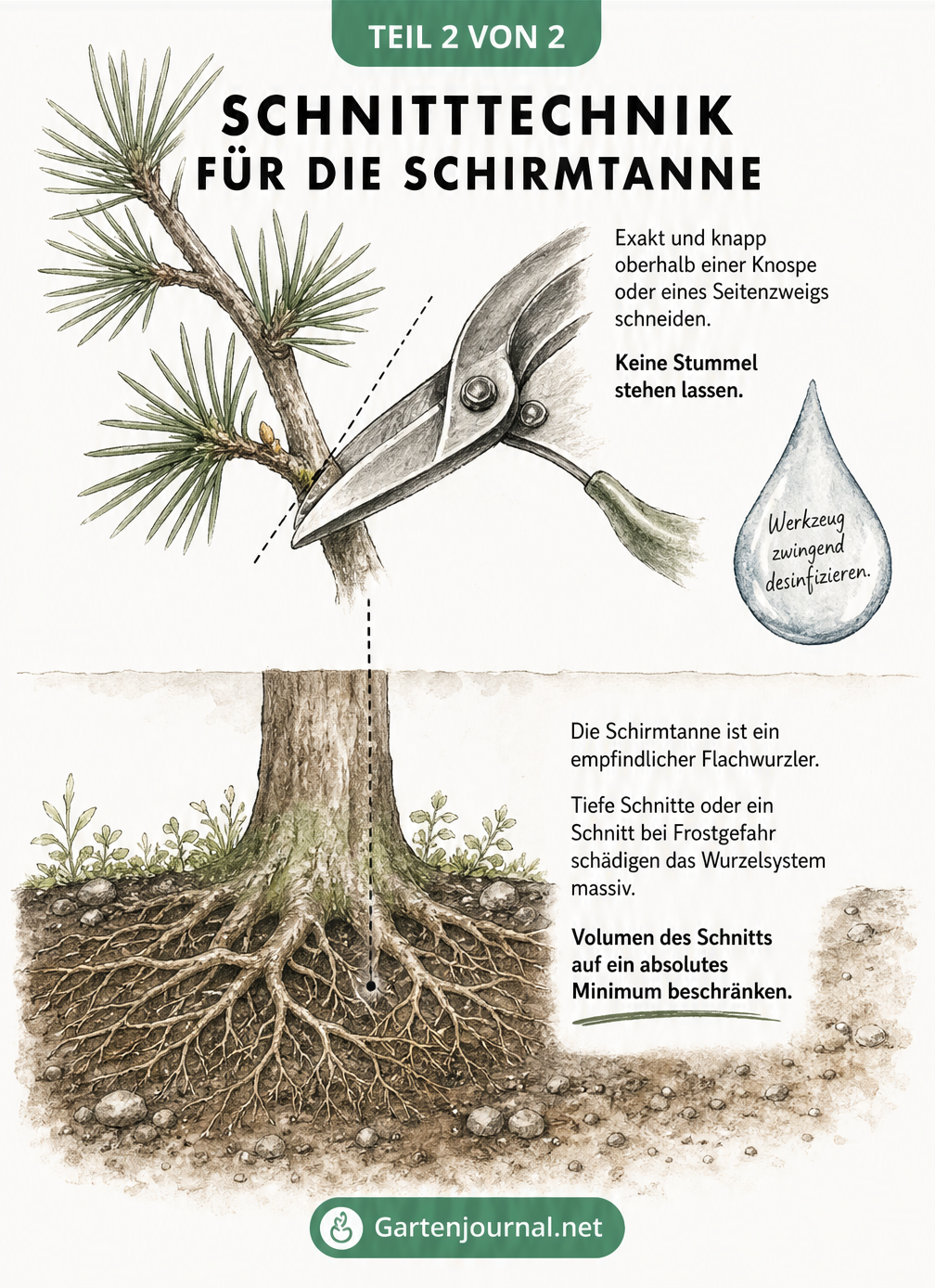 Zeichnung eines Schirmtannen-Zweigs mit Gartenschere und dem flachen Wurzelsystem im Querschnitt