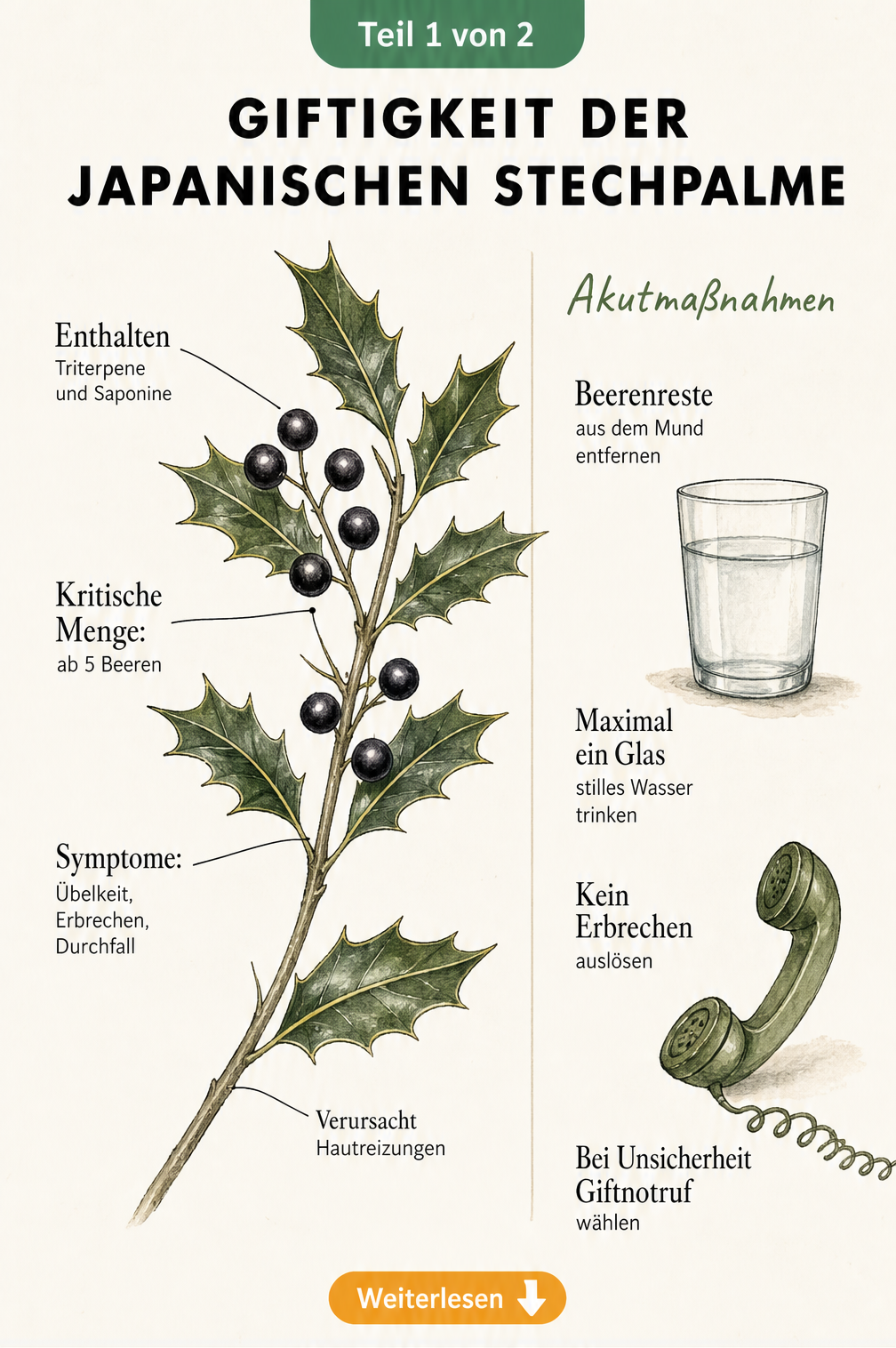 Botanische Illustration eines Zweiges der Japanischen Stechpalme mit Beeren und Blättern sowie Hinweisen zur Giftigkeit und Akutmaßnahmen bei Verzehr.