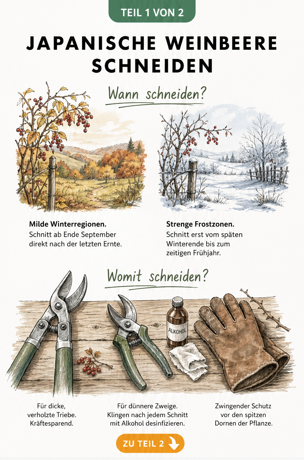 Illustration zum Schnittzeitpunkt der Japanischen Weinbeere mit Werkzeugen und Klimazonen