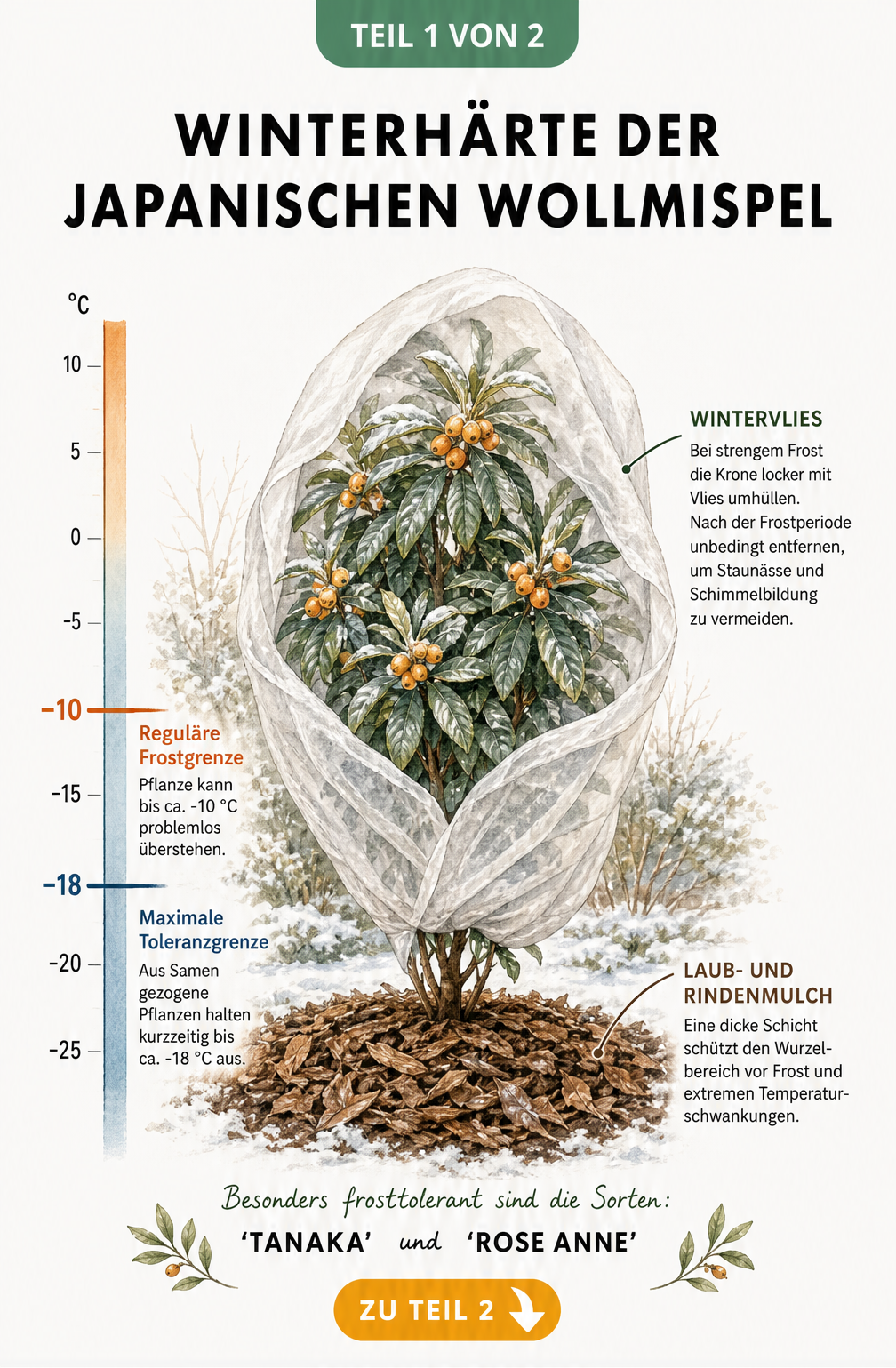Illustration einer Japanischen Wollmispel im Winter mit Temperaturskala und Schutzmaßnahmen wie Rindenmulch und Wintervlies