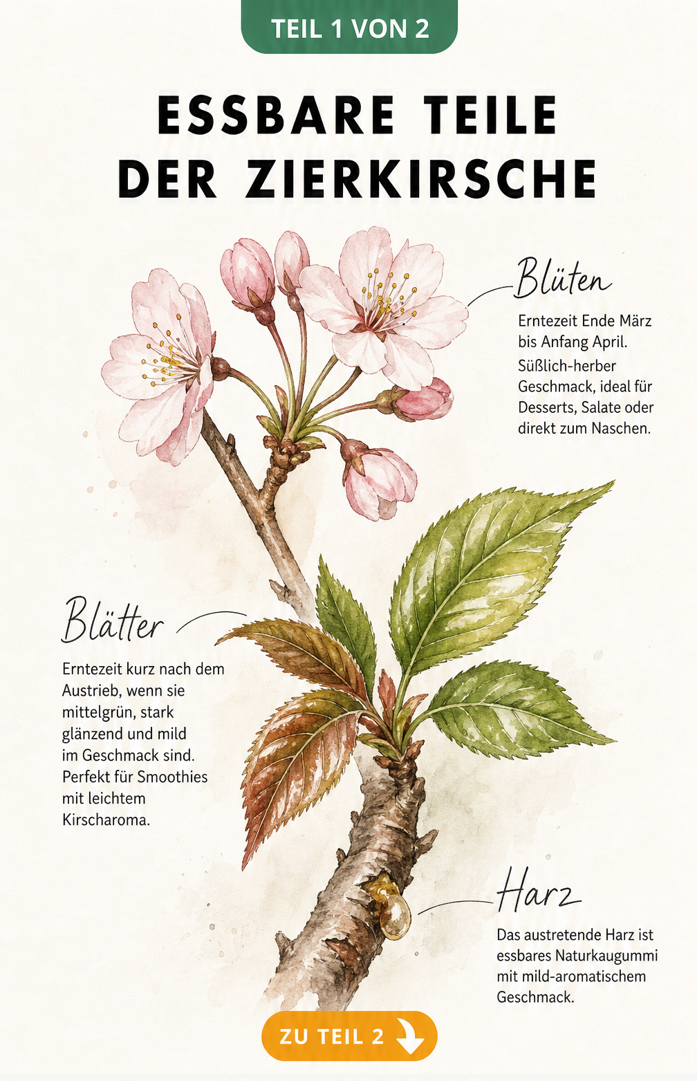 Botanische Illustration eines Zweigs der Japanischen Zierkirsche mit rosa Blüten, jungen Blättern und Harz am Stamm