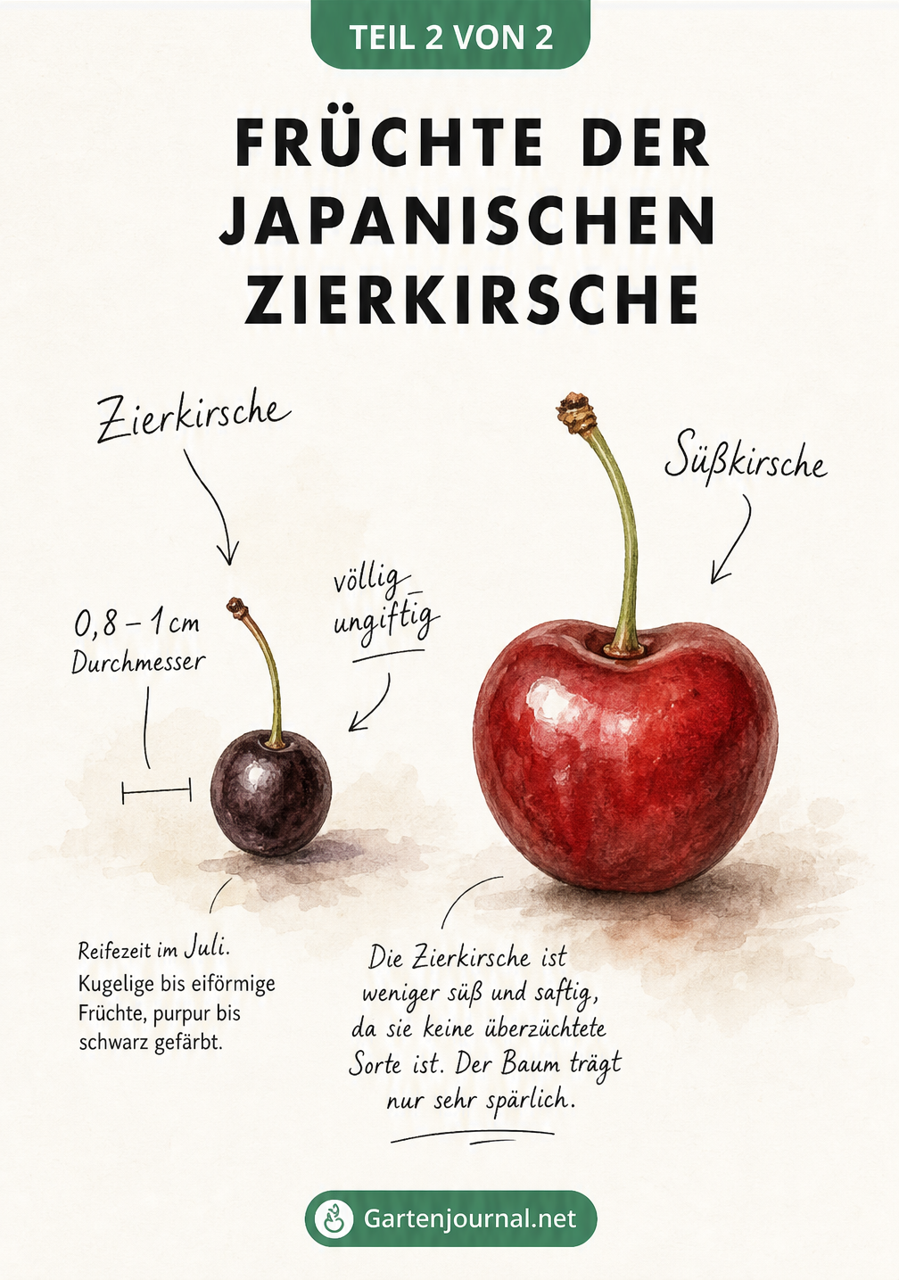 Größenvergleich zwischen einer kleinen, dunklen Frucht der Japanischen Zierkirsche und einer großen, roten Süßkirsche