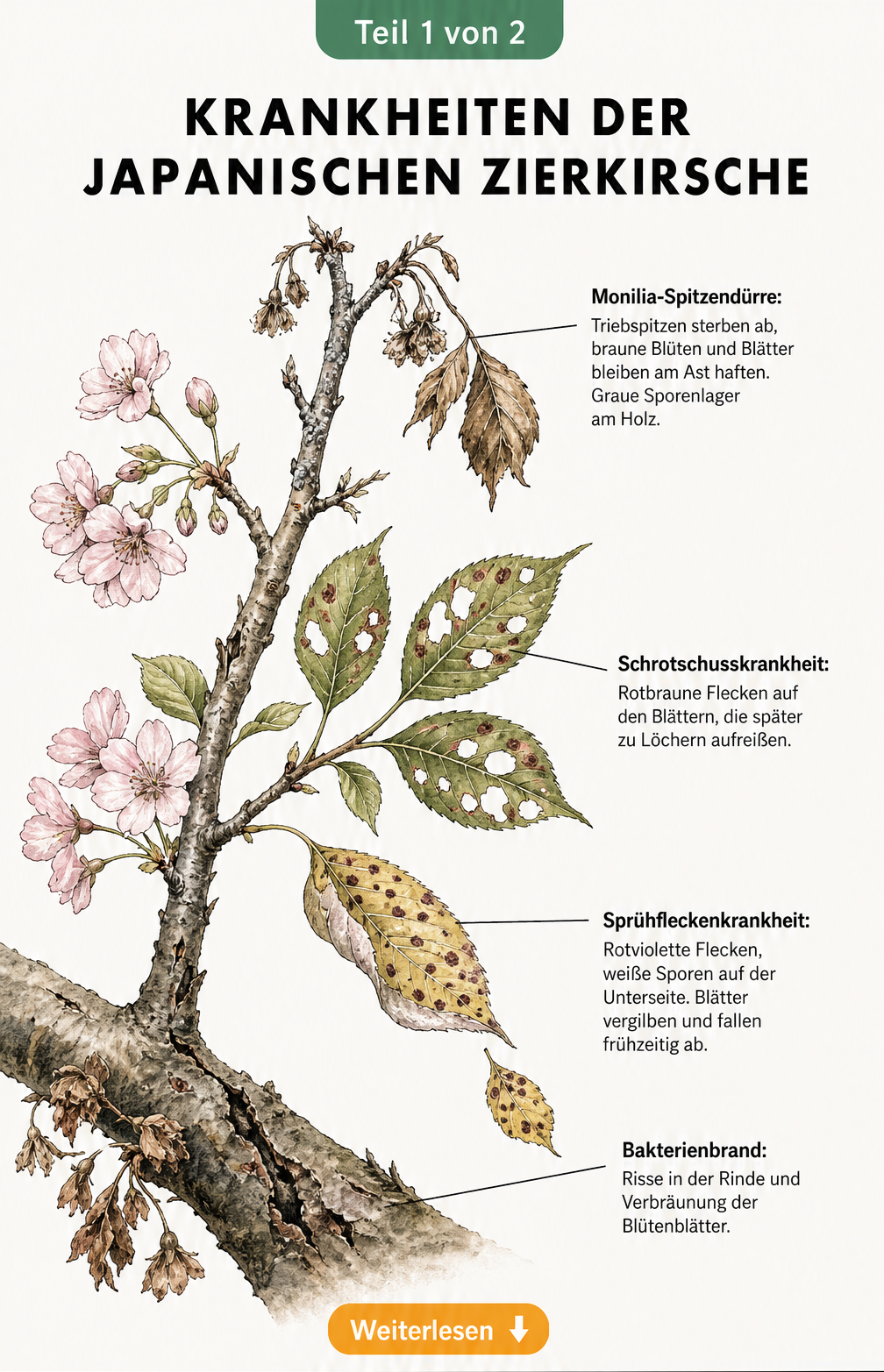Illustration eines Zierkirschen-Astes mit Symptomen von Monilia-Spitzendürre, Schrotschusskrankheit, Sprühfleckenkrankheit und Bakterienbrand