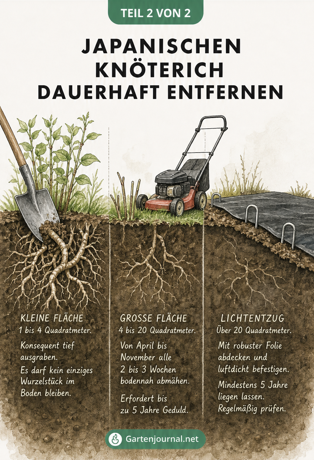 Japanischen Knöterich dauerhaft entfernen als Infografik