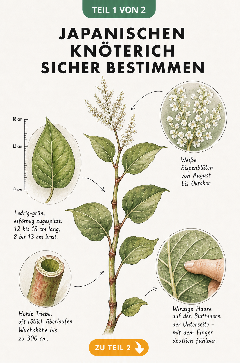 Japanischen Knöterich sicher bestimmen als Infografik