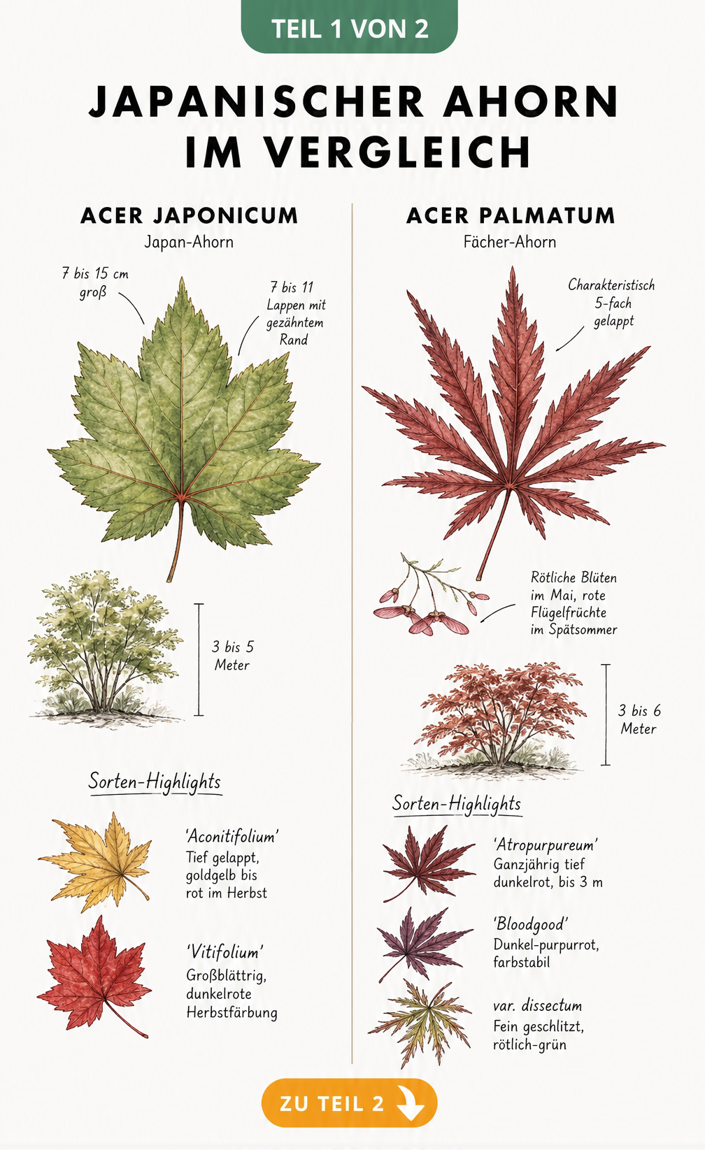 Botanische Illustration der Blätter und Wuchsformen von Japan-Ahorn und Fächer-Ahorn im Vergleich