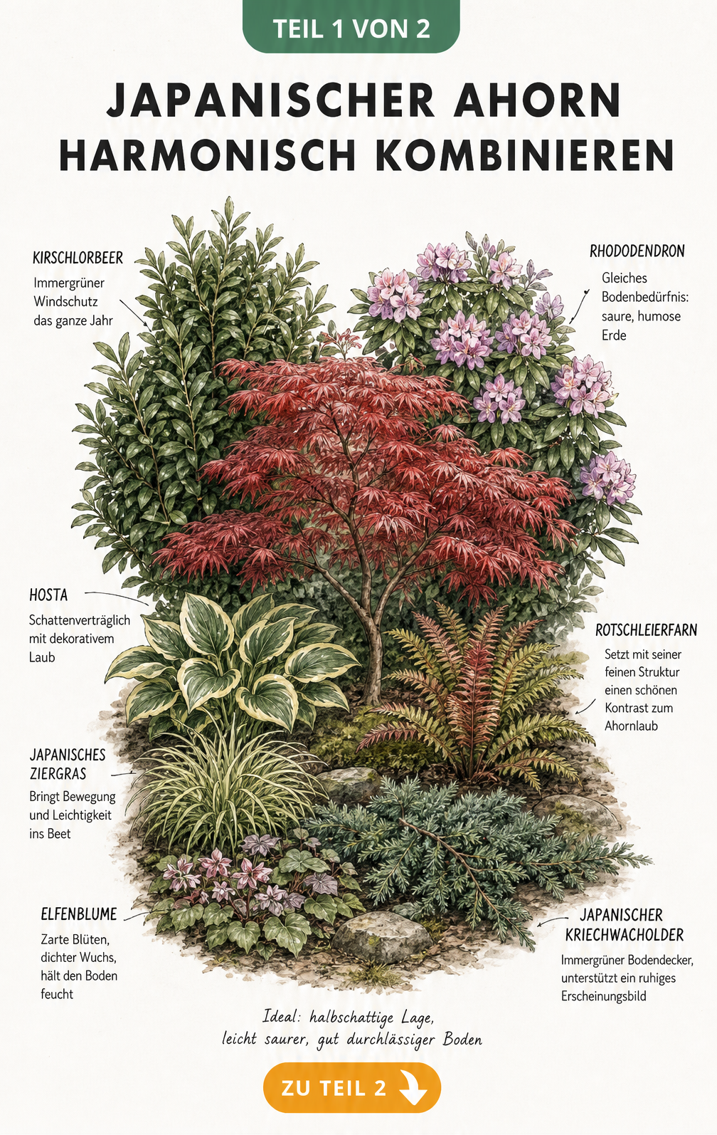 Botanische Illustration eines Beetes mit Japanischem Ahorn, Kirschlorbeer, Rhododendron, Hosta, Rotschleierfarn, Japanischem Ziergras, Elfenblume und...