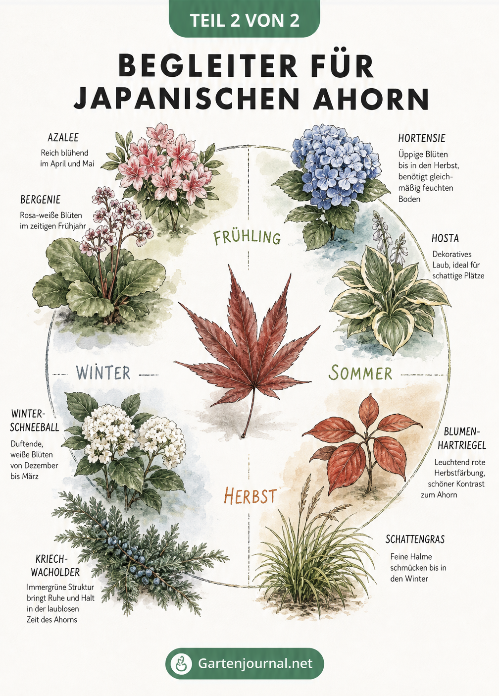 Kreisförmiger botanischer Jahreskalender mit Begleitpflanzen für den Japanischen Ahorn: Azalee, Bergenie, Hortensie, Hosta, Blumen-Hartriegel, Schattengras,...