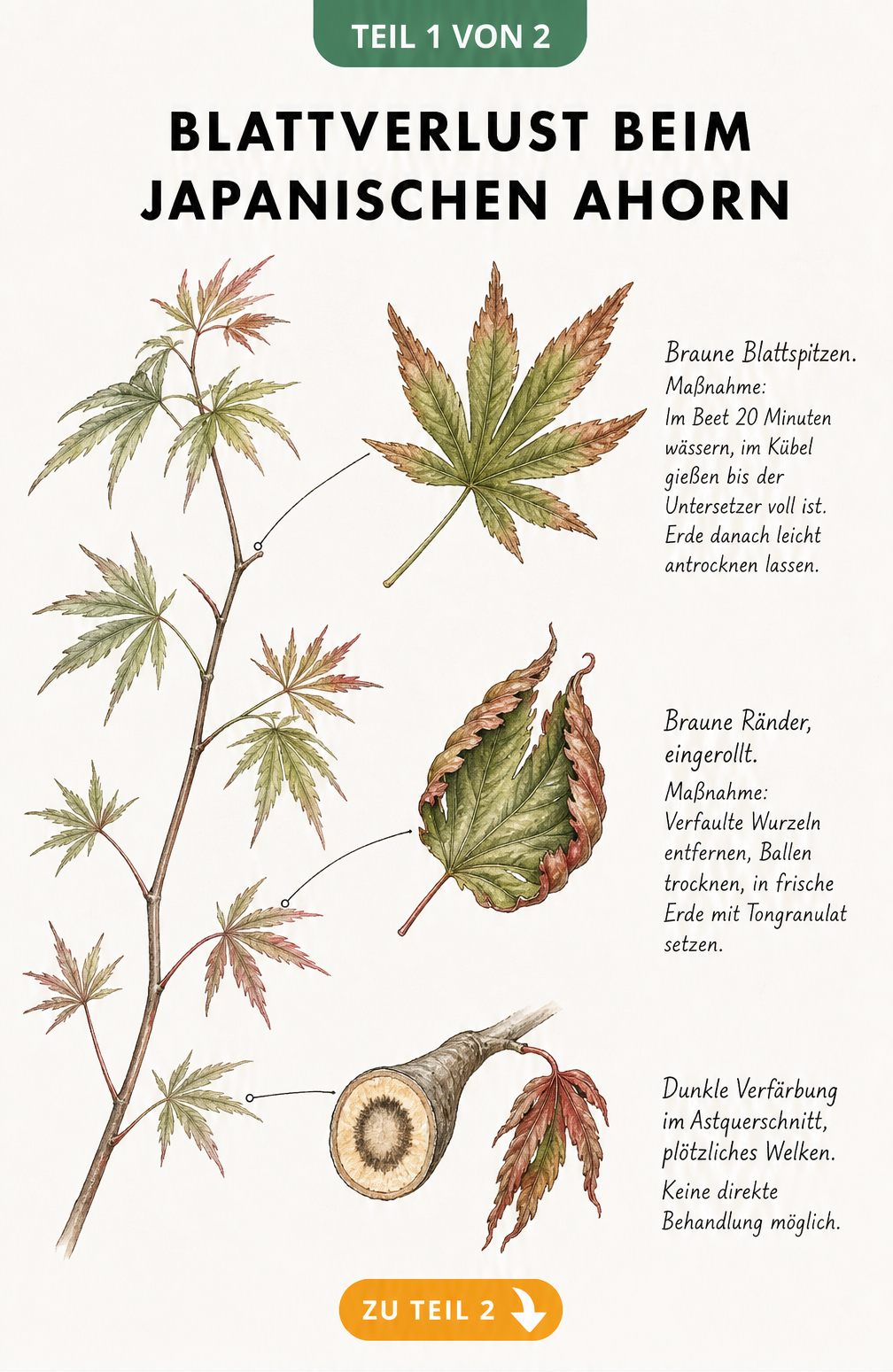 Botanische Illustration von Schadbildern am Japanischen Ahorn durch Trockenstress, Staunässe und Verticillium-Welke