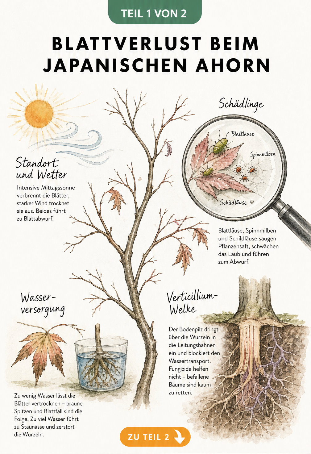 Botanische Illustration eines Japanischen Ahorns mit Blattverlust durch Sonne, Wind, Schädlinge, Trockenheit und Verticillium-Welke