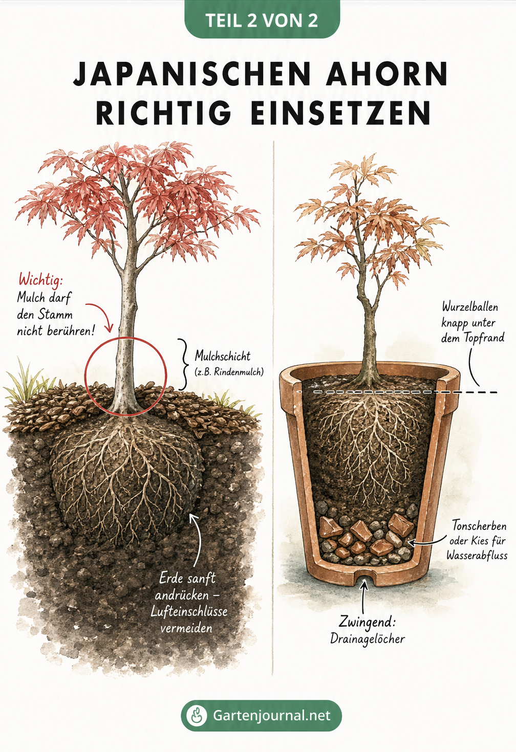 Schnittzeichnung eines Japanischen Ahorns im Gartenboden mit Mulchschicht und im Kübel mit Drainageschicht.