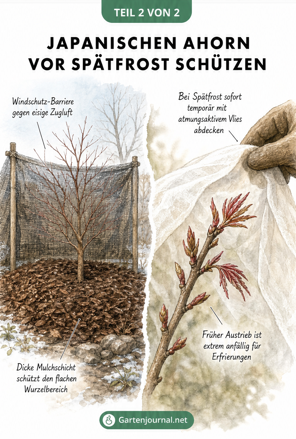 Gegenüberstellung eines Japanischen Ahorns im Winter mit Mulchschicht und Windschutz sowie dem Schutz des frühen Austriebs durch Vlies bei Spätfrost