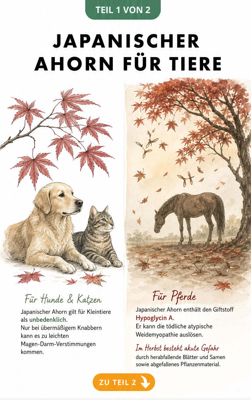 Illustration eines Hundes und einer Katze neben einem japanischen Ahornzweig sowie eines Pferdes unter einem Ahornbaum im Herbst