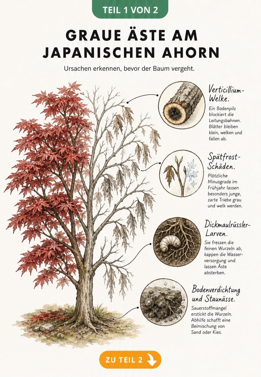 Illustration eines Japanischen Ahorns mit grauen Ästen und Lupen, die Verticillium-Welke, Spätfrost, Dickmaulrüssler und Bodenverdichtung zeigen