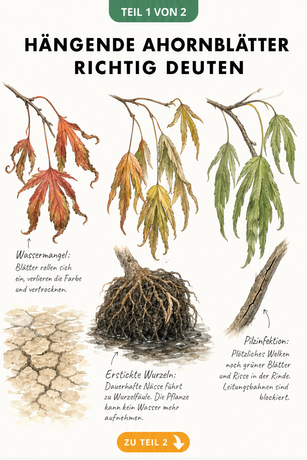 Botanische Aquarell-Tafel zeigt Zweige und Wurzeln des Japanischen Ahorns bei Trockenheit, Staunässe und Verticillium-Welke