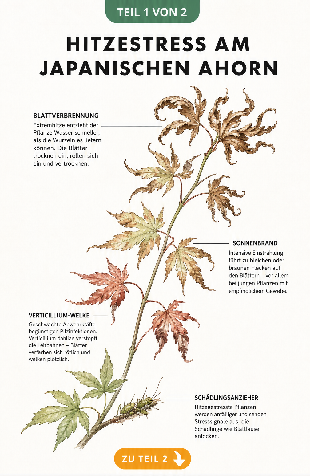 Illustration eines Japanischen Ahorn-Zweigs mit Hitzeschäden wie Sonnenbrand, Blattverbrennung und Verticillium-Welke sowie Blattläusen.