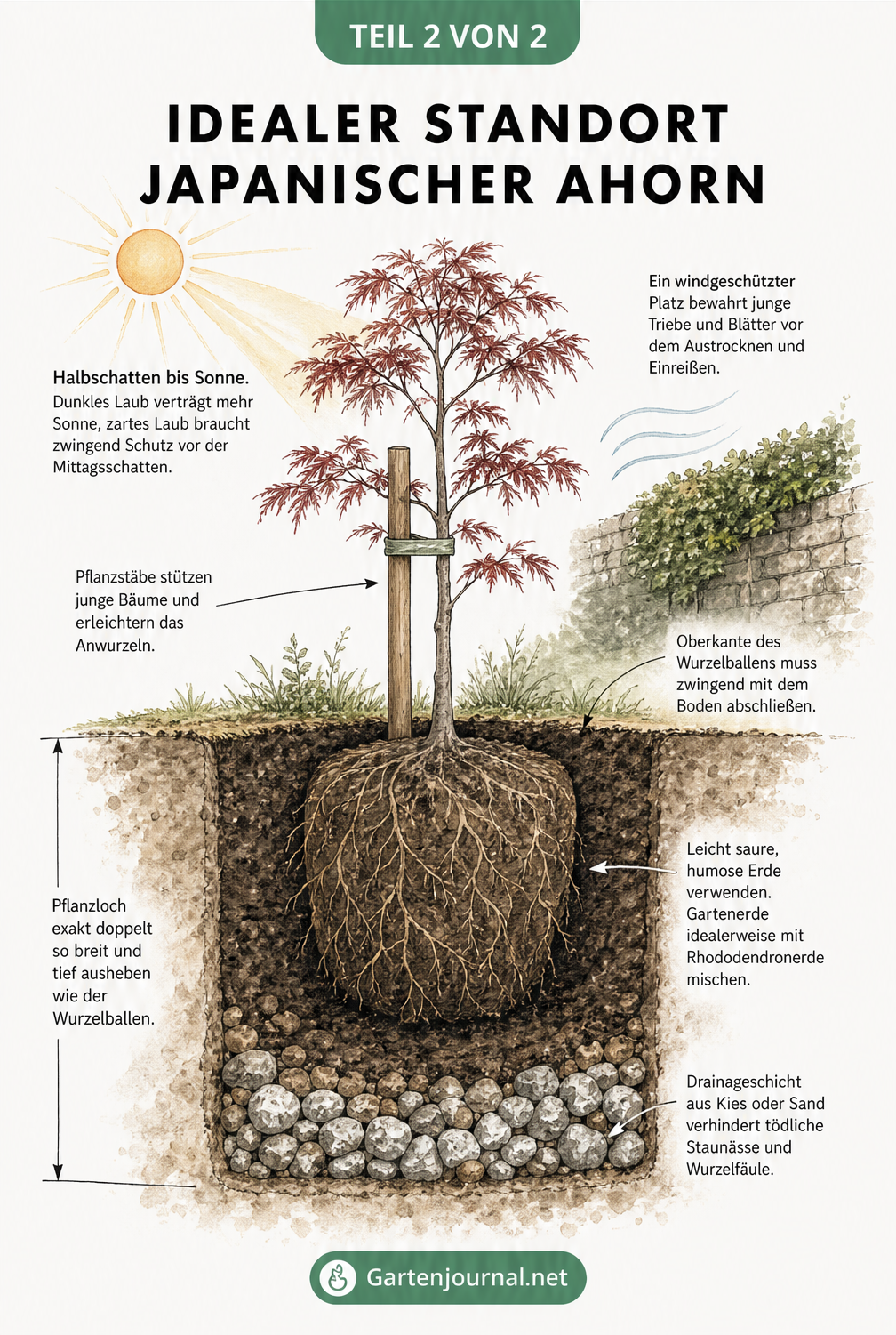 Architektonisch-botanische Schnittzeichnung eines frisch gepflanzten Japanischen Ahorns mit idealen Standortbedingungen