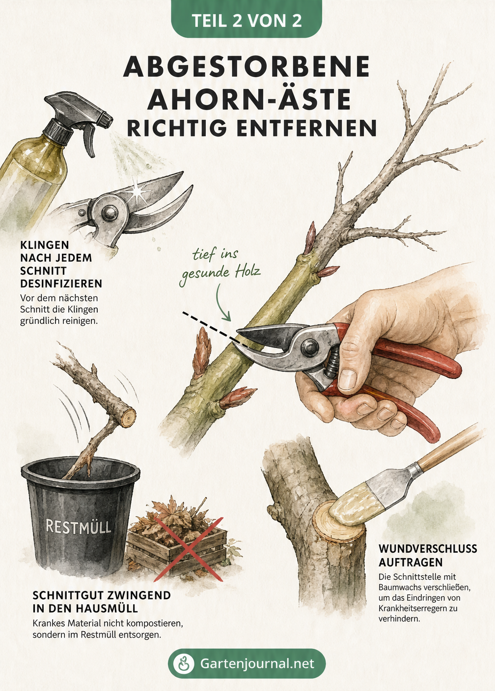Illustration zum richtigen Abschneiden kranker Äste am Japanischen Ahorn mit desinfizierter Gartenschere und Wundverschluss