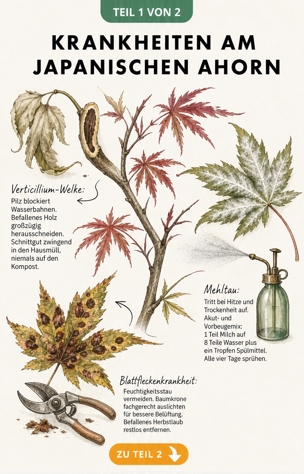 Botanische Illustration der drei Hauptkrankheiten am Japanischen Ahorn: Verticillium-Welke, Mehltau und Blattfleckenkrankheit mit Tipps zur Bekämpfung.