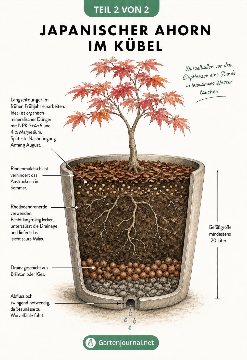 Querschnitt eines Pflanzkübels für Japanischen Ahorn mit Drainageschicht, Rhododendronerde und Rindenmulch