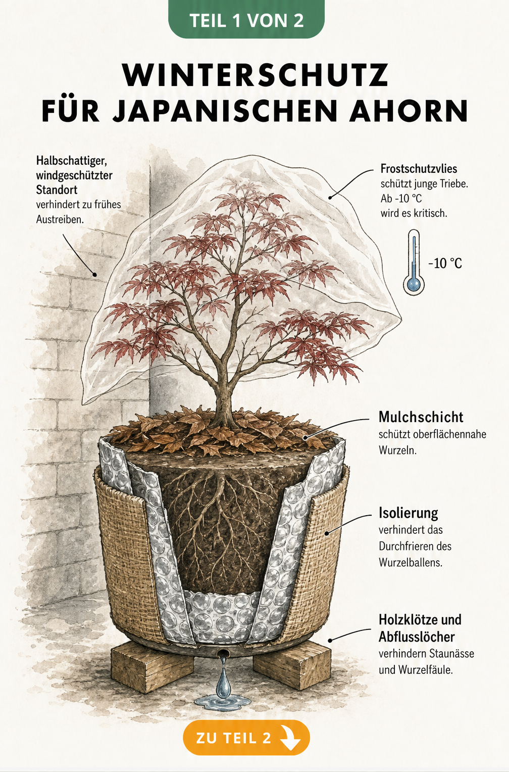 Illustration eines Japanischen Ahorns im Kübel mit Winterschutz-Maßnahmen wie Frostschutzvlies, Mulchschicht und Isolierung