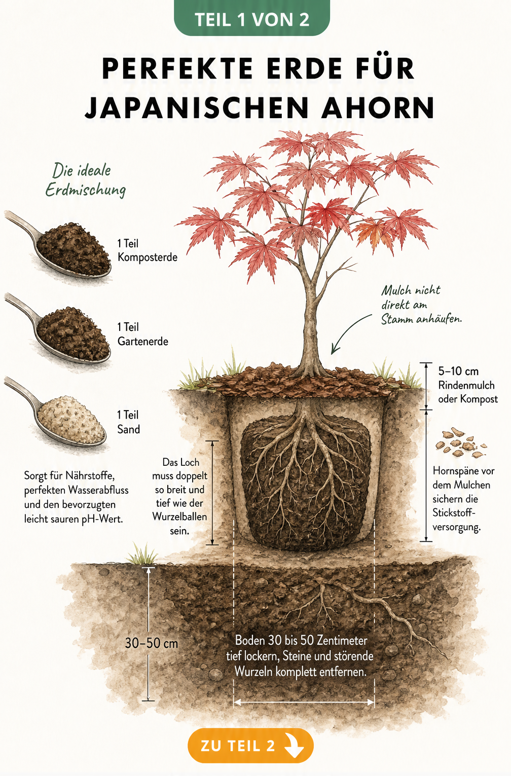 Querschnitt eines Pflanzlochs für Japanischen Ahorn mit Erdmischung aus Kompost, Gartenerde und Sand