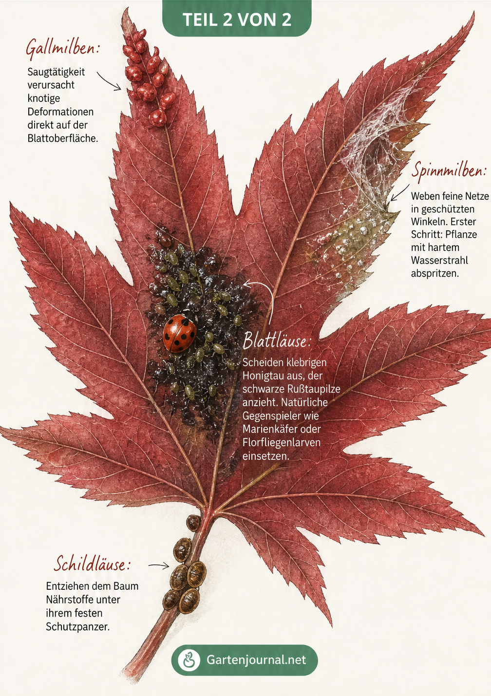 Illustration eines roten Ahornblattes mit Schadbildern von Gallmilben, Spinnmilben, Schildläusen und Blattläusen am Japanischen Ahorn.