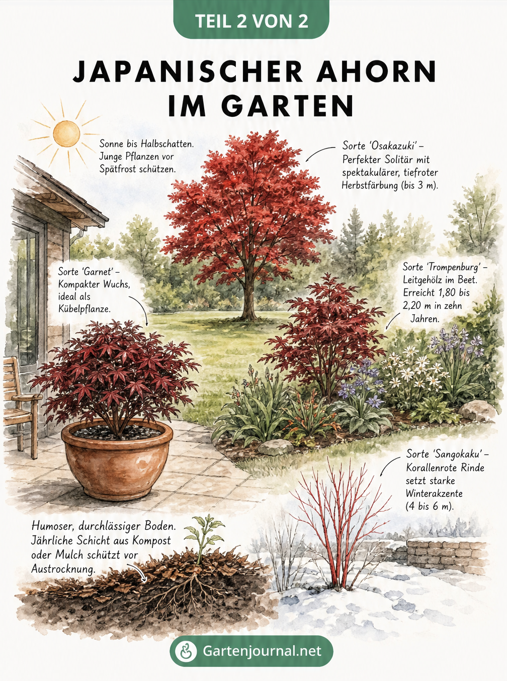 Skizze verschiedener Gartensituationen mit passenden Japanischen Ahorn-Sorten für Kübel, Beet und als Solitär