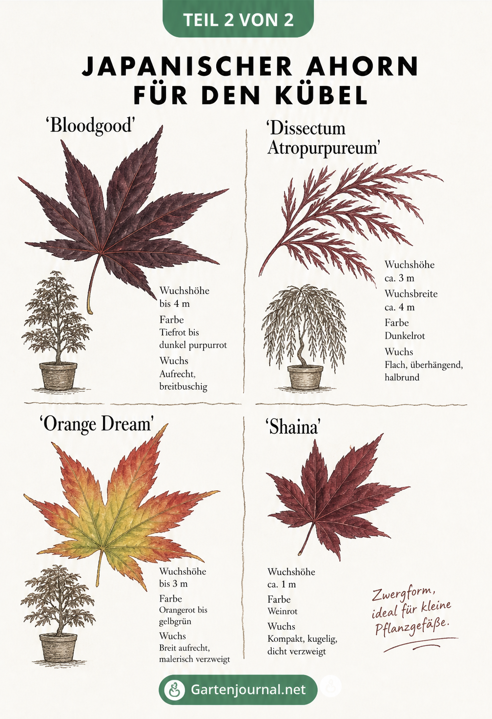 Übersicht von vier Japanischen Ahornsorten für den Kübel: Bloodgood, Dissectum Atropurpureum, Orange Dream und Shaina mit Wuchshöhen