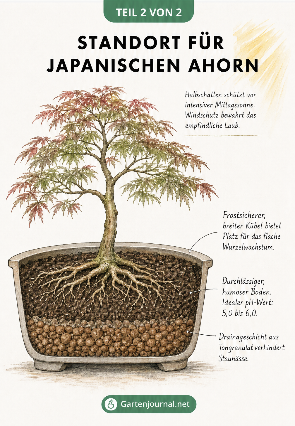 Querschnittszeichnung eines Japanischen Ahorns im Kübel mit optimalem Standort, Erde und Drainage
