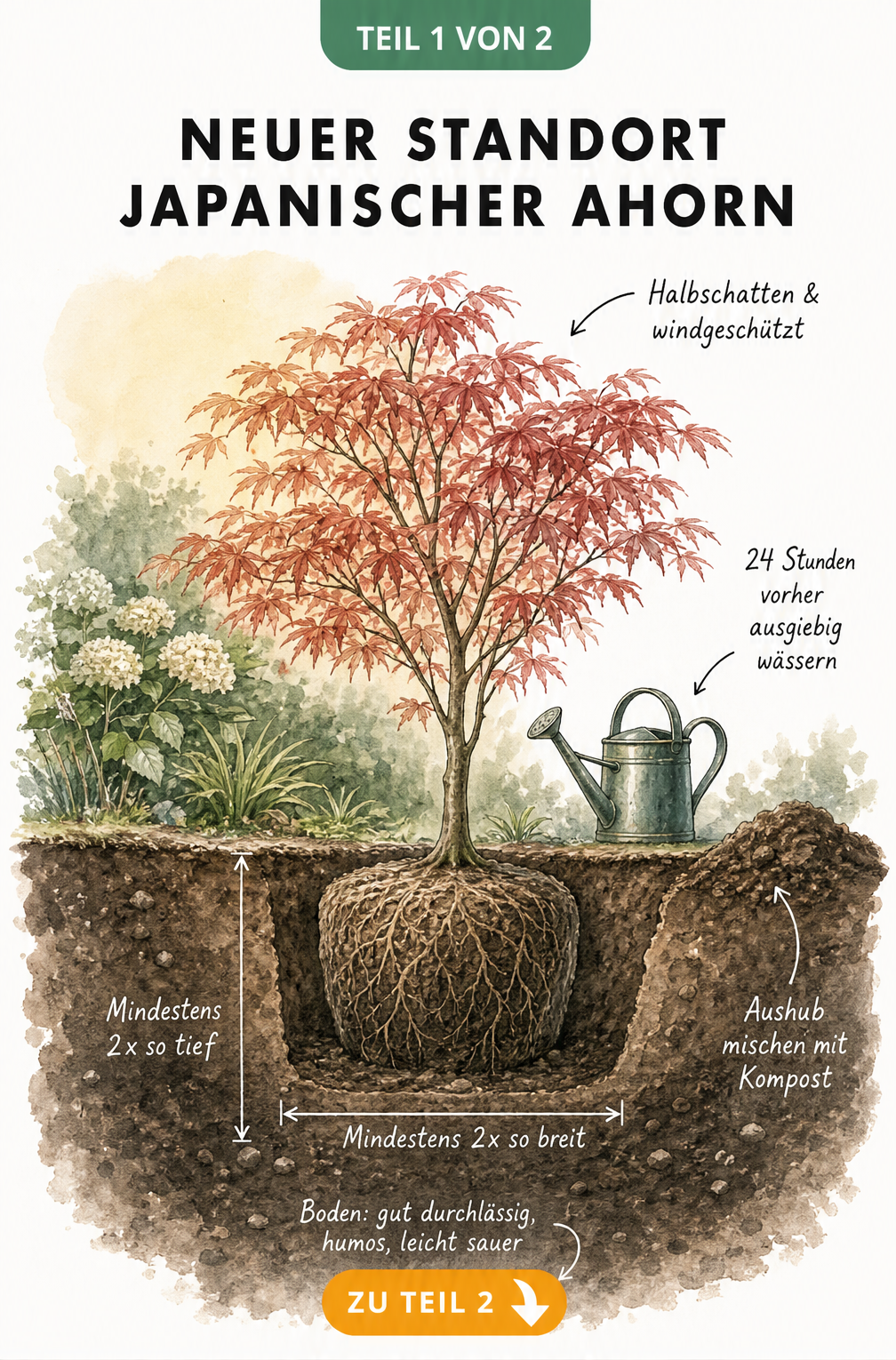 Illustration eines Japanischen Ahorns mit Wurzelballen, der den idealen Standort im Halbschatten und die Maße des Pflanzlochs zeigt.