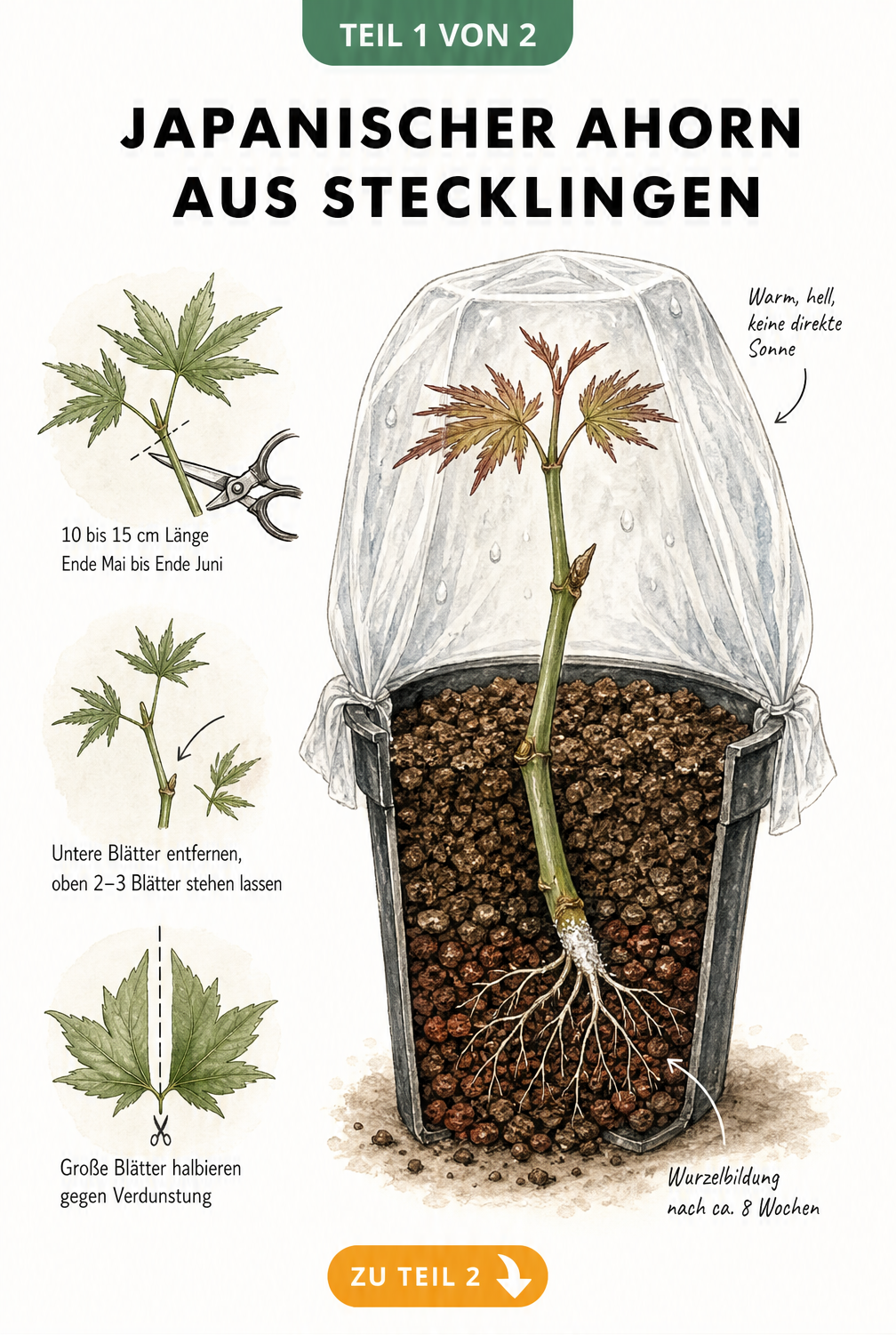 Botanische Illustration eines Japanischen Ahorn-Stecklings im Anzuchttopf mit Lavagranulat und Anzuchterde, inklusive Skizzen zur Vorbereitung des Triebs.