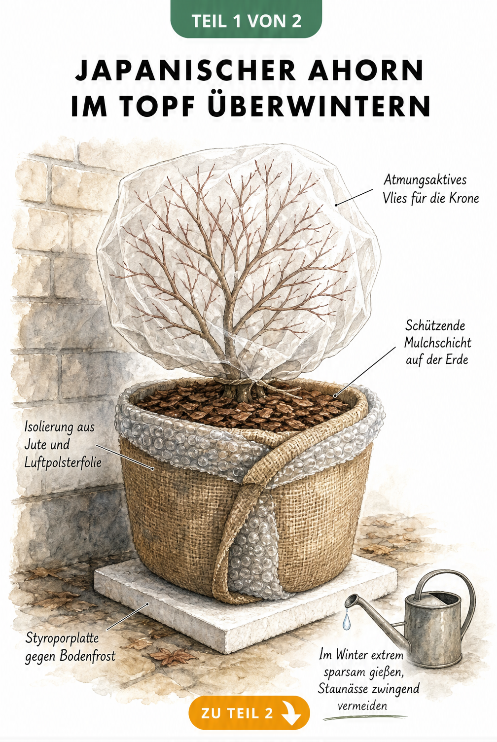 Illustration eines Japanischen Ahorns im Topf mit Winterschutzschichten wie Styropor, Jute, Luftpolsterfolie, Mulch und Vlies