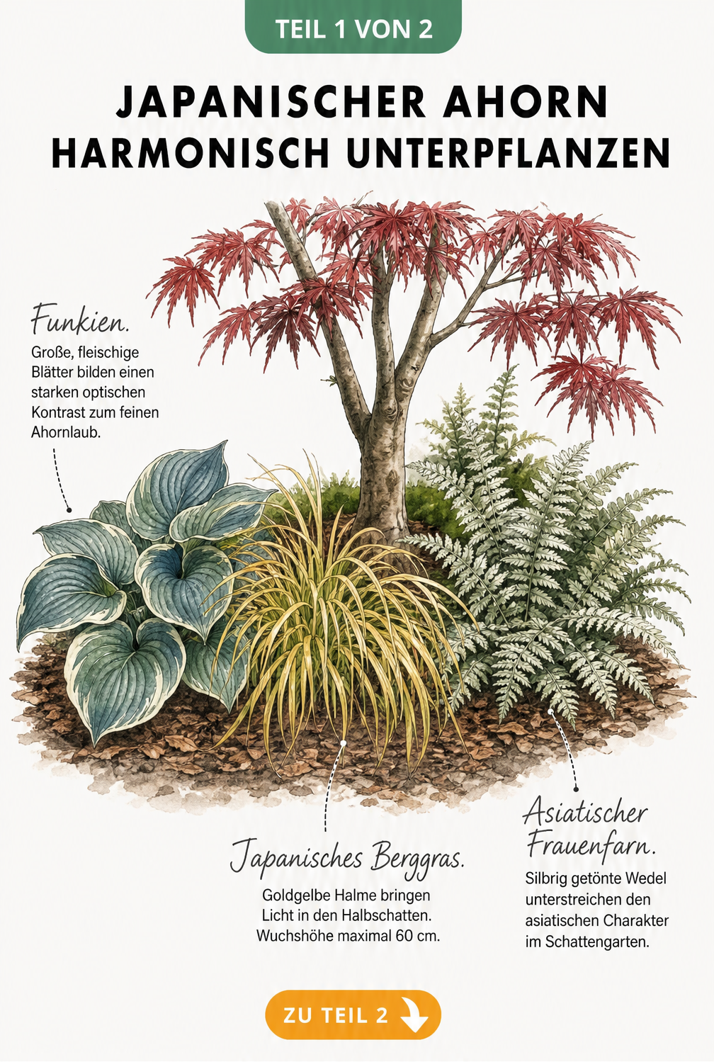 Botanische Illustration eines Japanischen Ahorns mit Funkien, Japanischem Berggras und Asiatischem Frauenfarn als Unterpflanzung