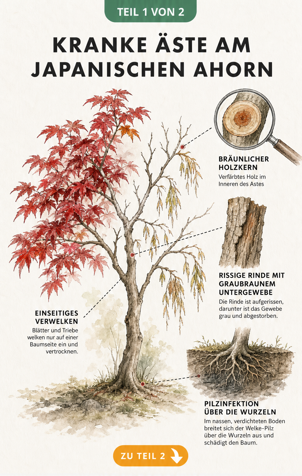 Botanische Illustration eines Japanischen Ahorns mit Symptomen der Verticillium-Welke wie verwelkten Blättern und verfärbtem Holzkern