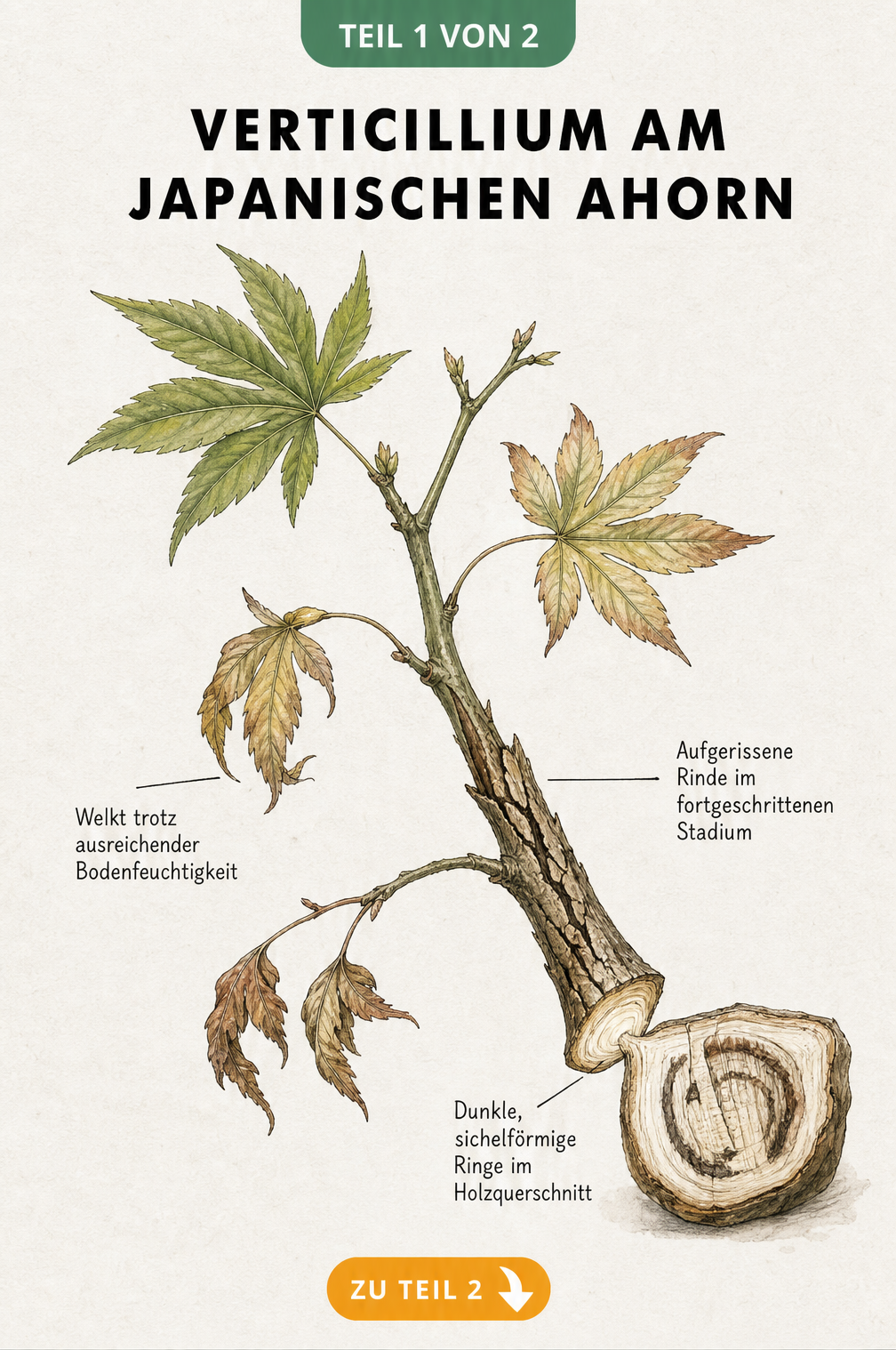 Botanische Zeichnung eines Japanischen Ahorn-Astes mit welken Blättern, aufgerissener Rinde und dunklen Ringen im Holzquerschnitt als Symptome der...