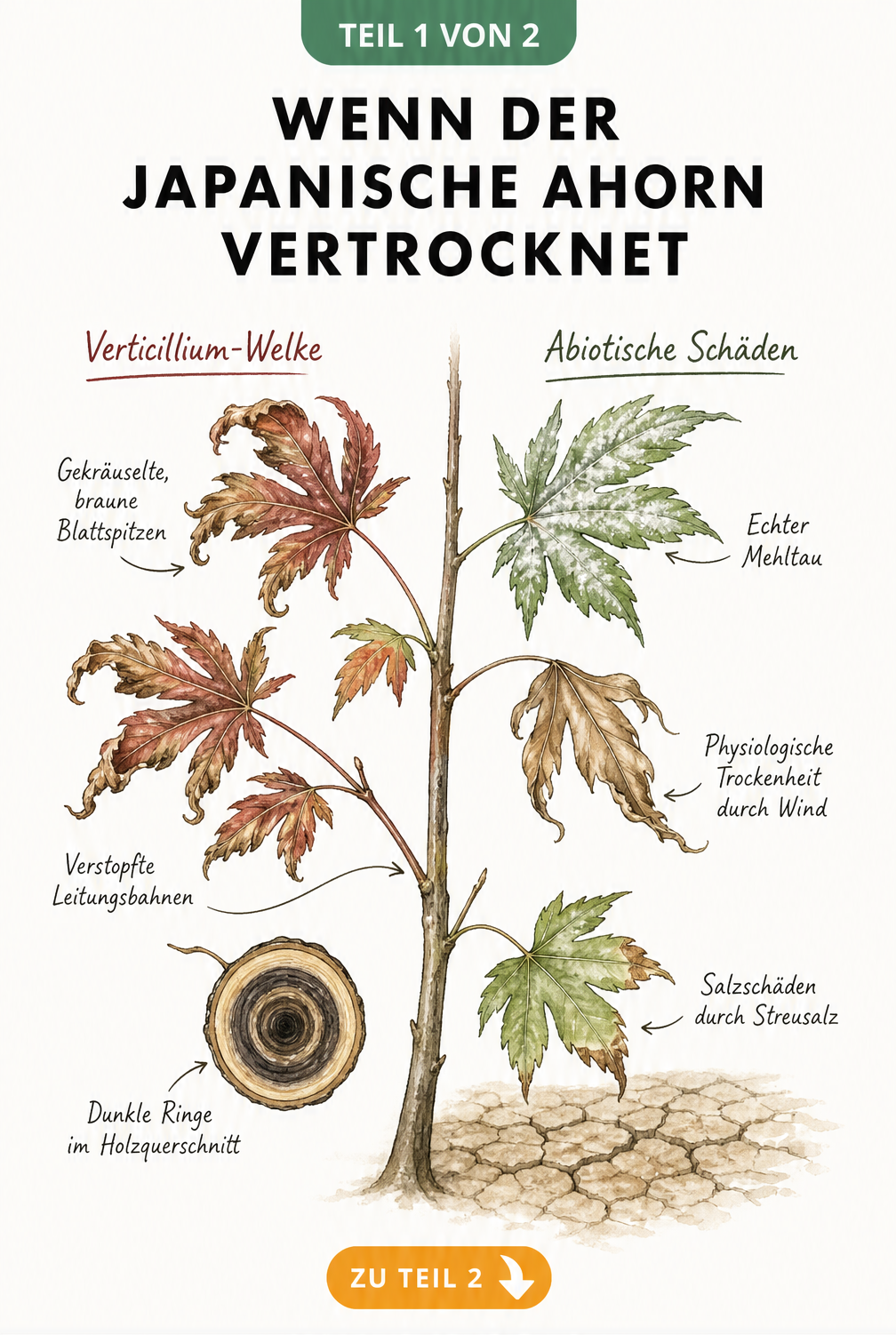 Botanische Illustration eines Japanischen Ahorn-Zweiges, der Symptome der Verticillium-Welke und abiotischer Schäden wie Echter Mehltau und Trockenheit zeigt.
