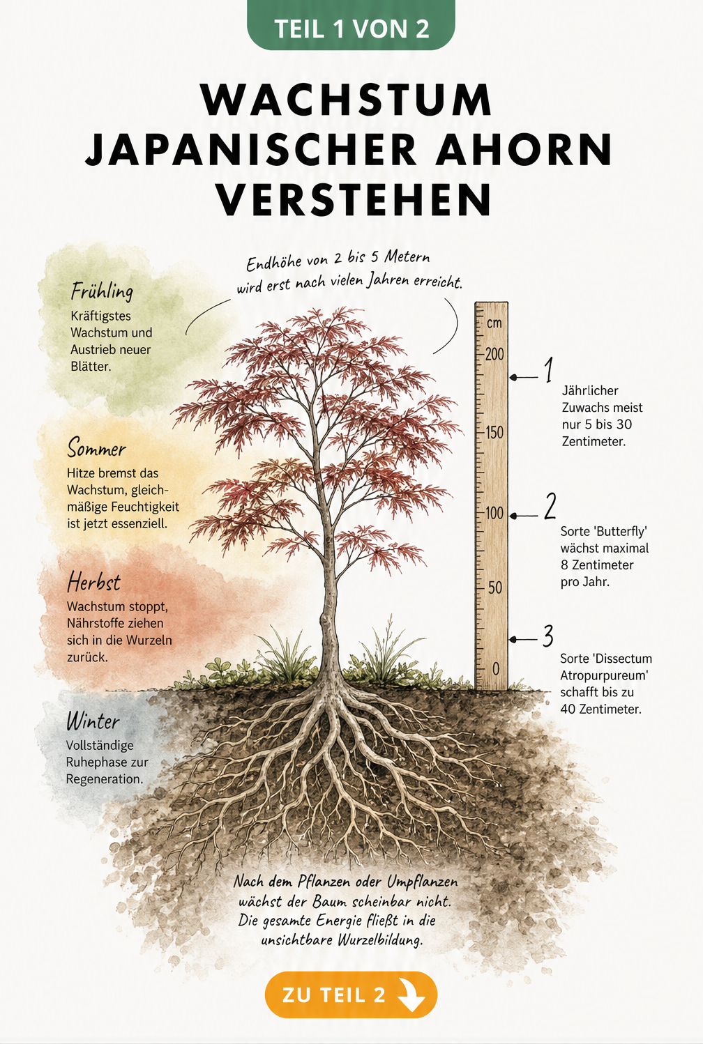 Botanische Illustration eines jungen Japanischen Ahorns im Querschnitt mit Wurzelwerk und Jahreszeiten-Verlauf