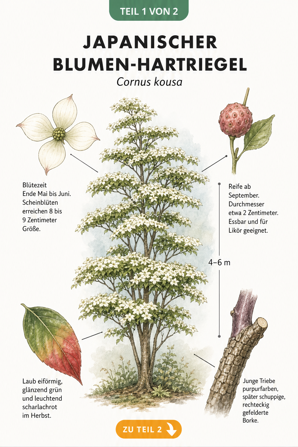 Botanische Illustration des Japanischen Blumen-Hartriegels Cornus kousa mit Details zu Blüte, Frucht, Laub und Rinde