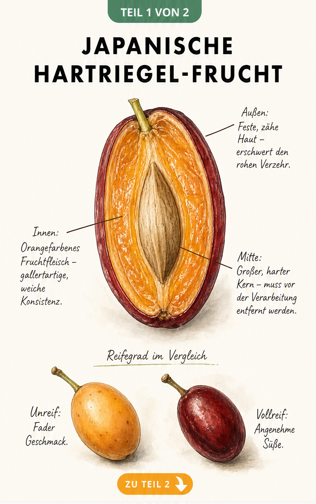 Botanische Illustration einer aufgeschnittenen Frucht des Japanischen Hartriegels mit Erklärungen zu Haut, Fruchtfleisch und Kern sowie Reifegraden.