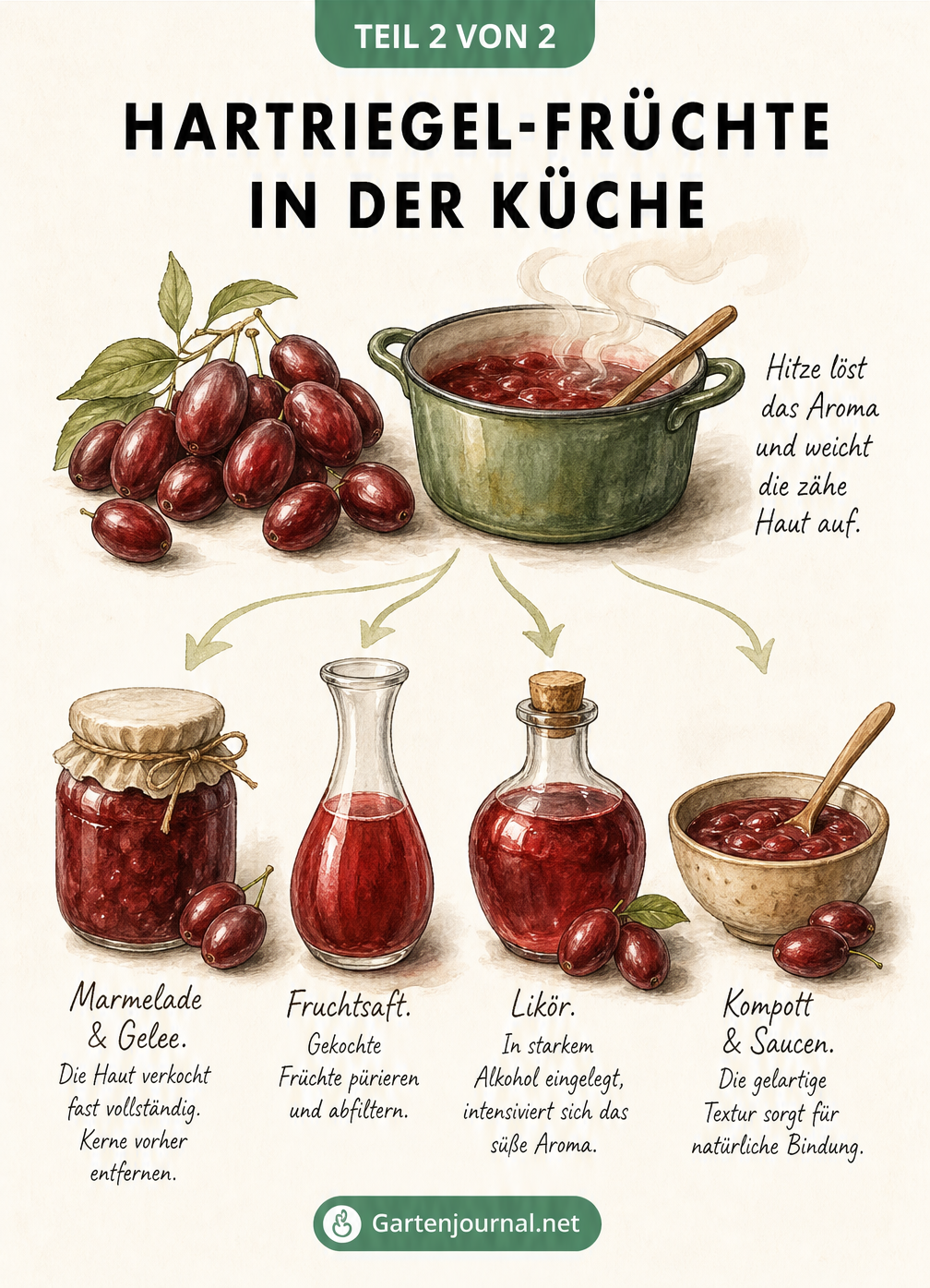 Illustration zur Verarbeitung von Hartriegel-Früchten zu Marmelade, Saft, Likör und Kompott.