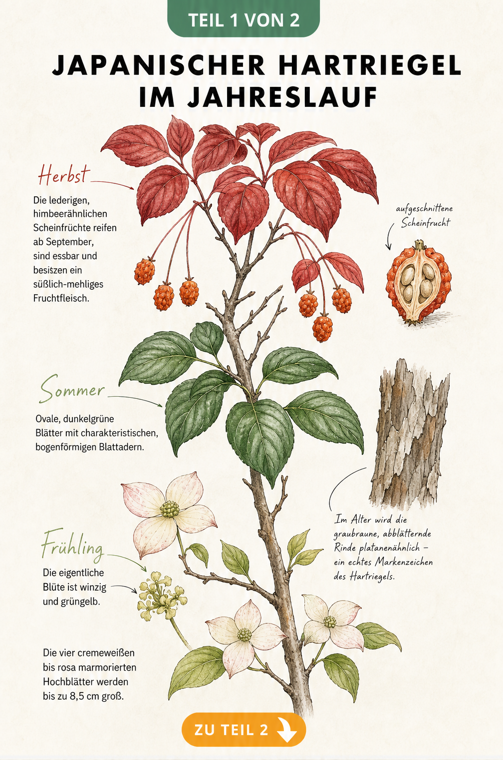 Botanische Illustration des Japanischen Hartriegels mit Blüten, Blättern und Früchten im Jahresverlauf