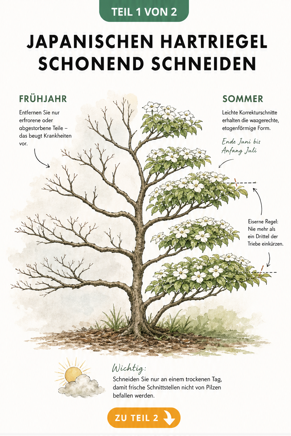 Botanische Illustration eines Japanischen Blumenhartriegels, die den schonenden Schnitt im Frühjahr und Sommer zeigt.