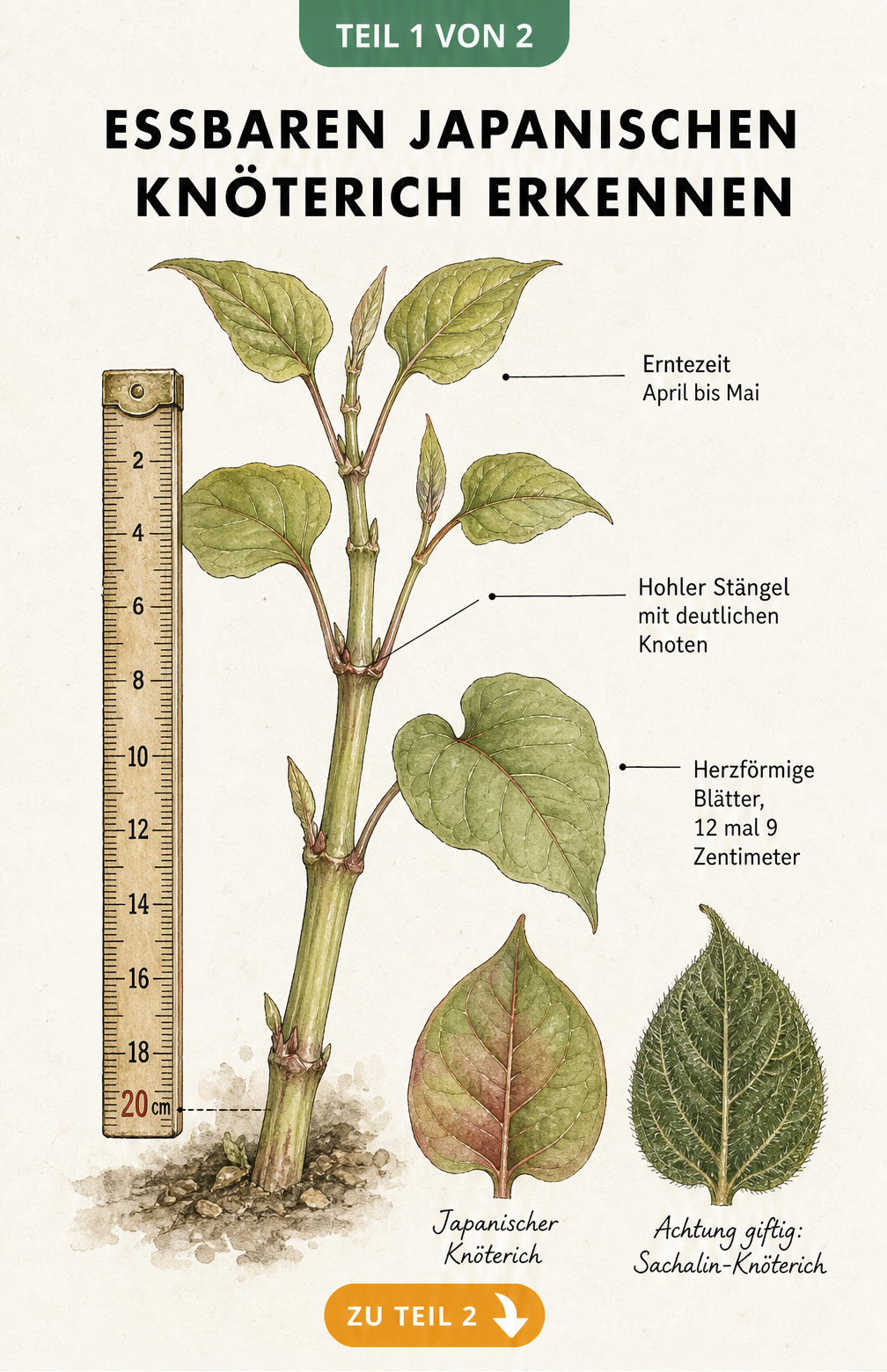 Botanische Illustration des Japanischen Knöterichs mit Merkmalen wie hohlem Stängel und herzförmigen Blättern im Vergleich zum giftigen Sachalin-Knöterich