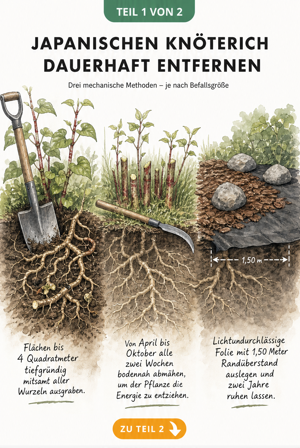 Querschnitt einer Gartenlandschaft, die drei mechanische Bekämpfungsmethoden für den Japanischen Knöterich zeigt: Ausgraben, Abmähen und Abdecken mit Folie.