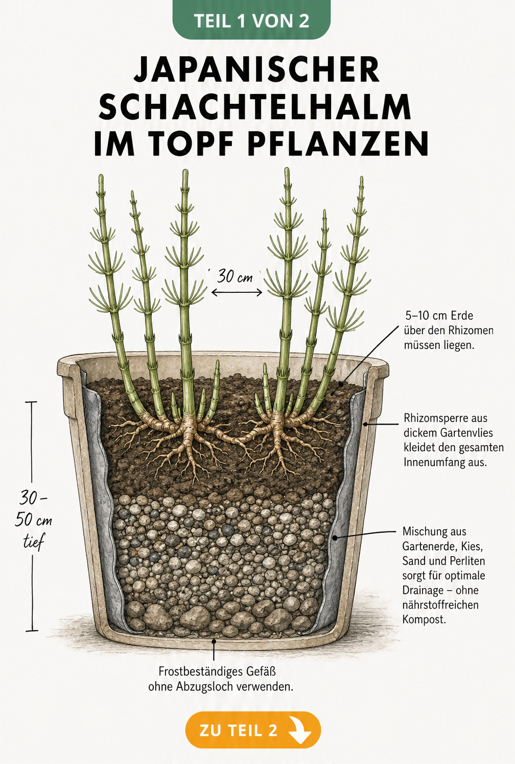 Querschnitt eines bepflanzten Kübels mit Japanischem Schachtelhalm, der den Schichtaufbau, die Rhizomsperre und das Substrat zeigt.