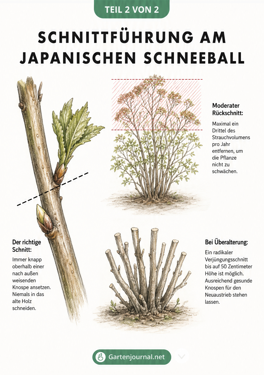 Skizze zur richtigen Schnittführung am Japanischen Schneeball mit Detailansicht eines Triebes