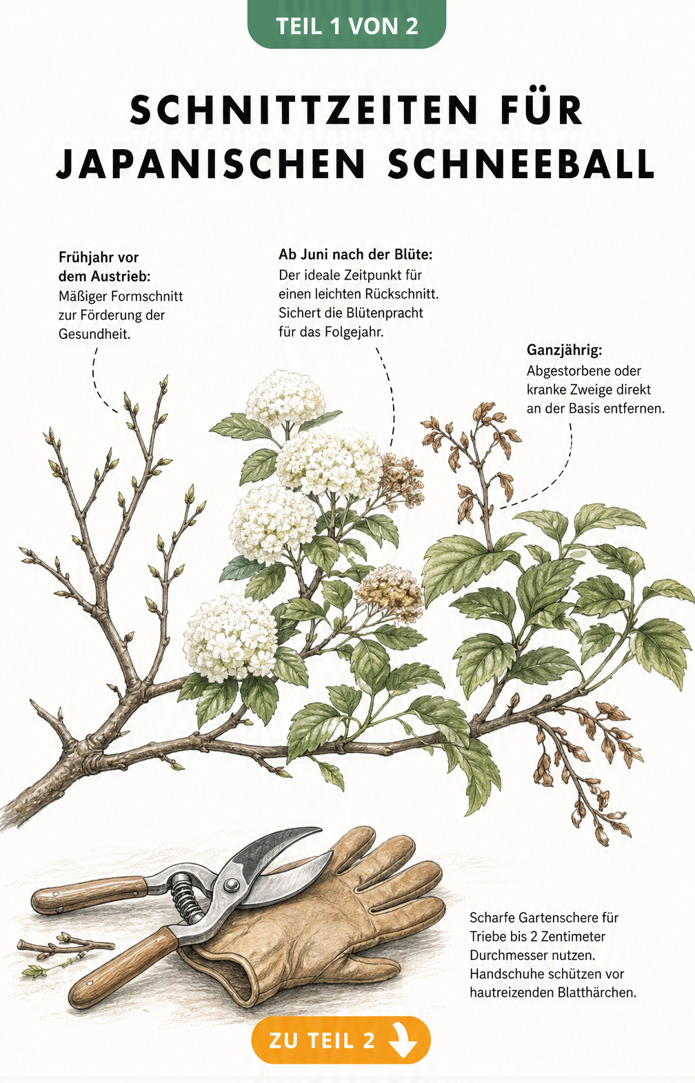 Botanische Illustration eines Japanischen Schneeballs im Jahresverlauf mit Hinweisen zu Schnittzeiten
