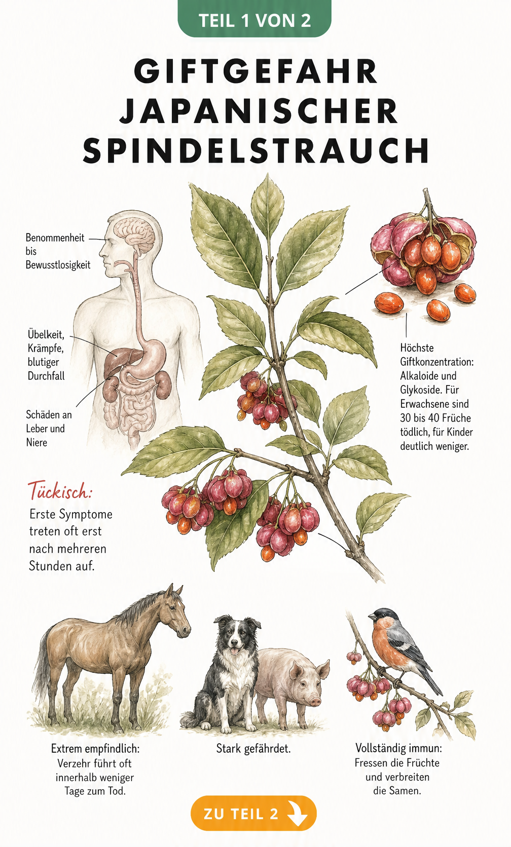 Botanische Illustration des Japanischen Spindelstrauchs mit Hinweisen zur Giftigkeit für Mensch und Tier